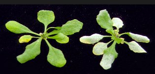 Image of a healthy Arabidopsis plant (left) and an Arabidopsis plant infected with Erysiphe cichoracearum (powdery mildew, right).