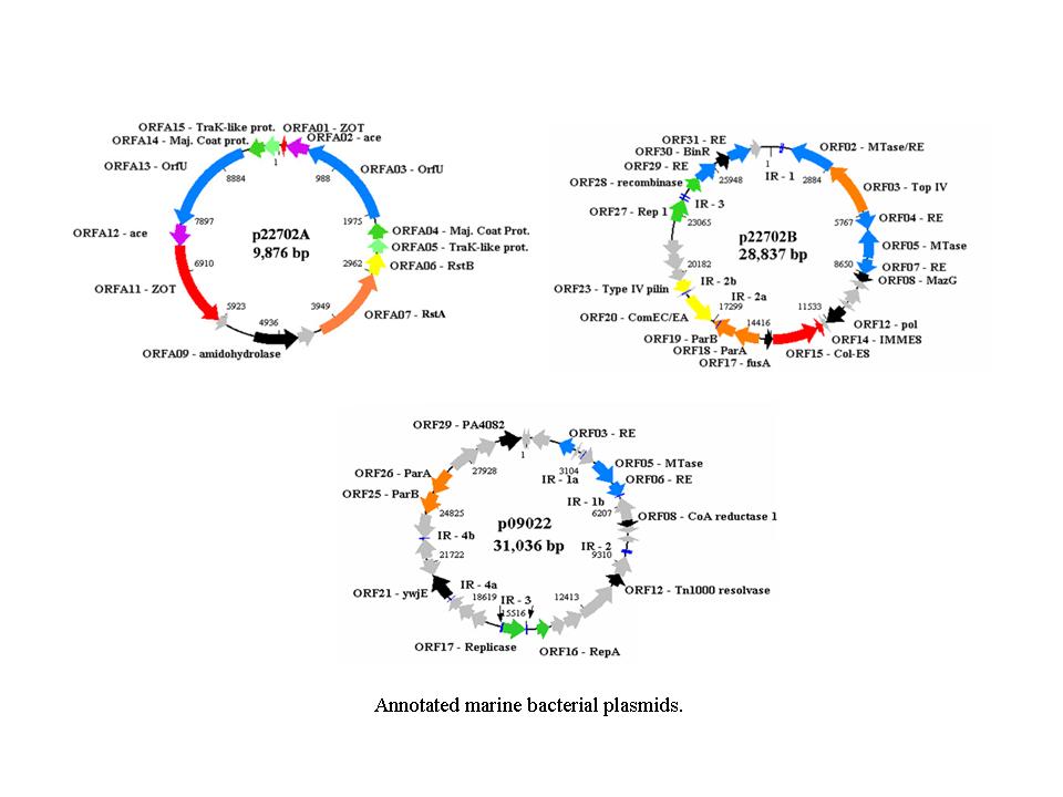 annotated marine bacterial plasmids