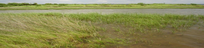 Coastal Alabama salt marsh site involved in long-term impact of Deepwater Horizon oil spill.