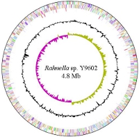Genome map of Rahnella sp. Y9602.
