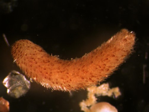 Phyllomenia (Mollusca, Aplacophora)
