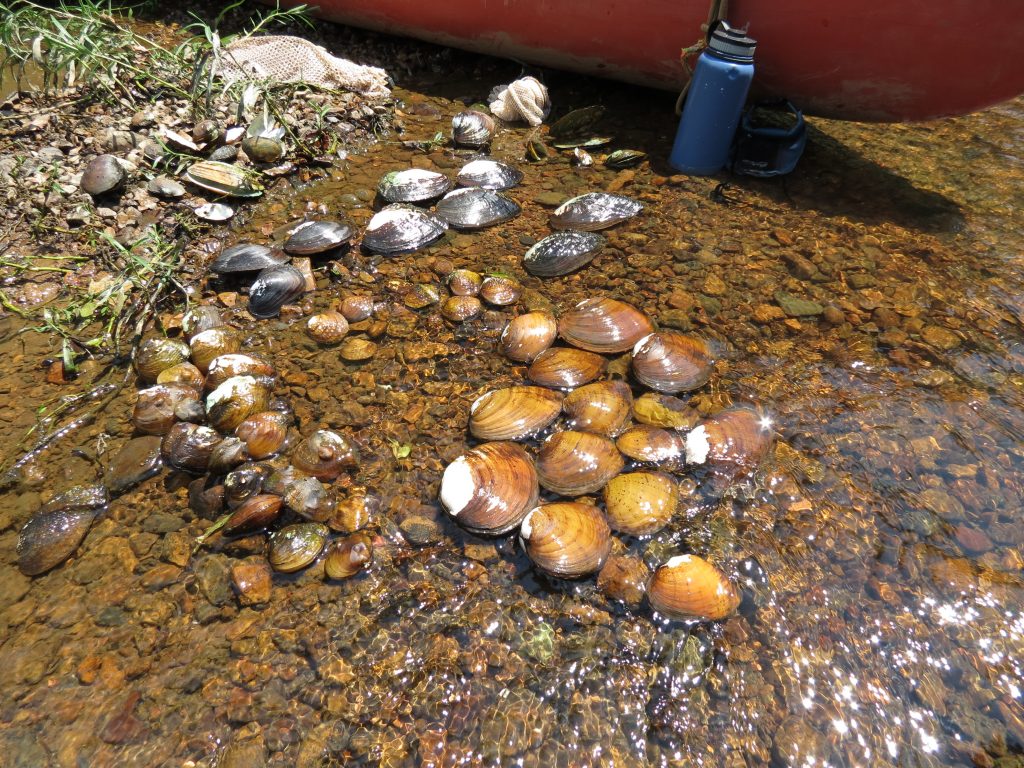 Freshwater mussels