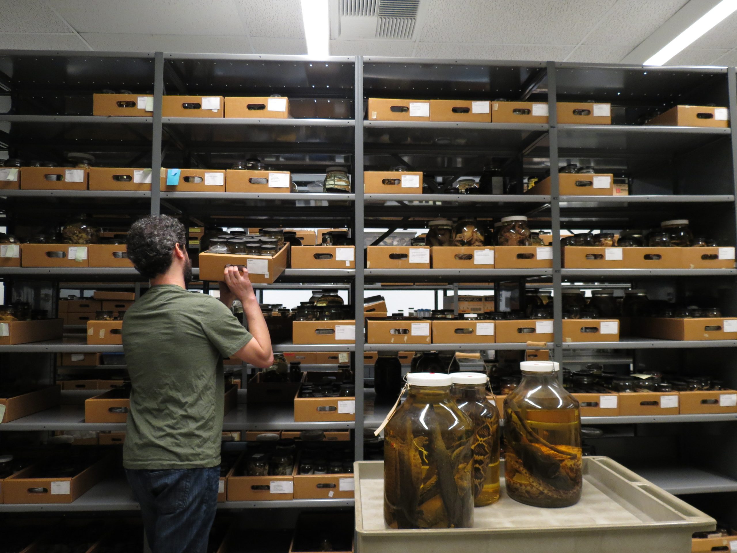 Herpetology Collection