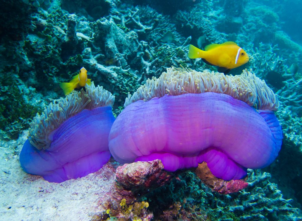 Hereractis magnifica sea anemone