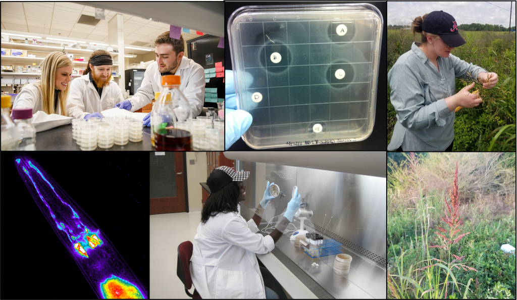 photo collage of students conducting research
