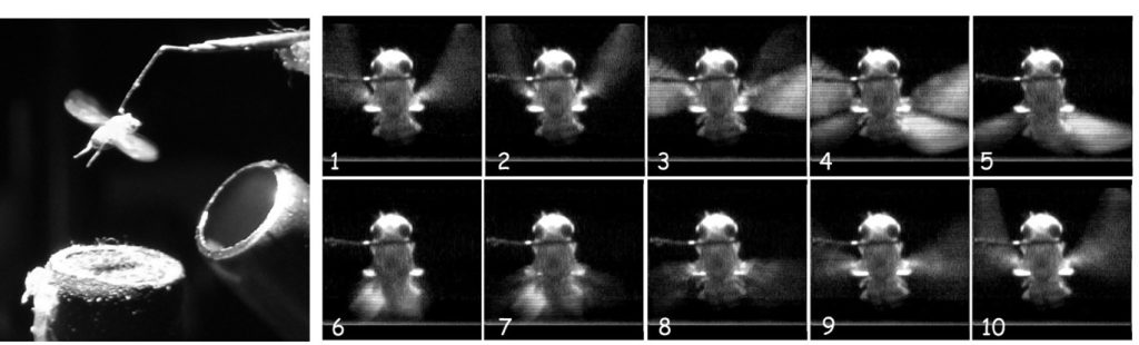Drosophila wing-beat kinematics