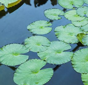 lily pads in a pond