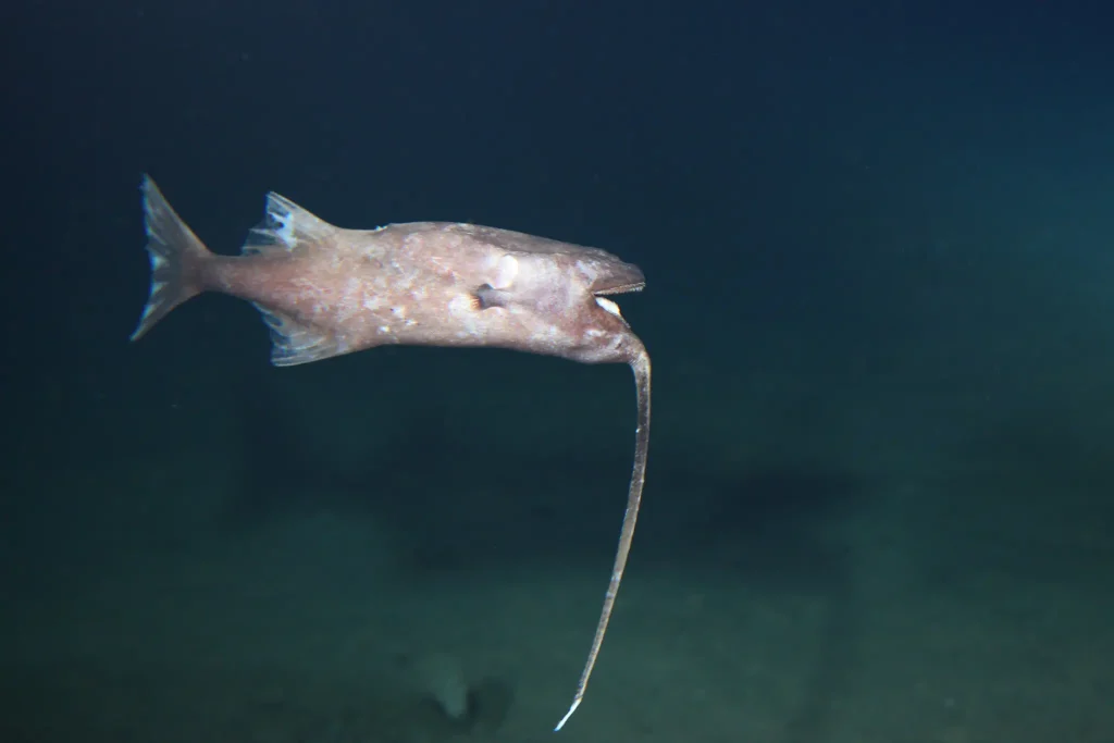 Photo of a live Whipnose Anglerfish
