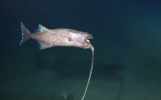 Photo of a live Whipnose Anglerfish