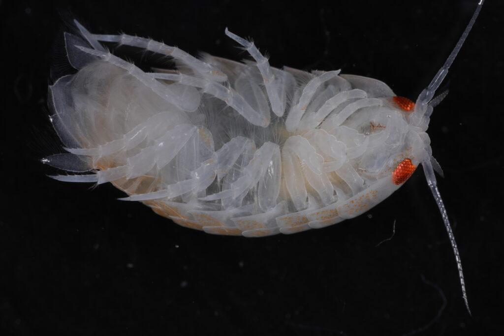 Natatolana meridionalis (Isopoda). Photo by Emily McLaughlin.
